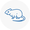 Rat Control Andover