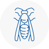 Andover Wasp Nest Removal